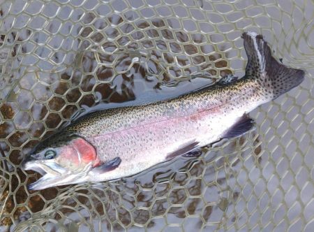 アルビノ祭り ～平谷湖フィッシングスポット～